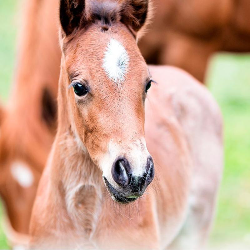 Csikószelídítő tábor
